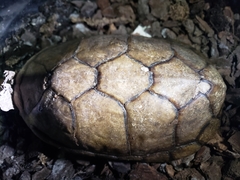 Kinosternon hirtipes murrayi