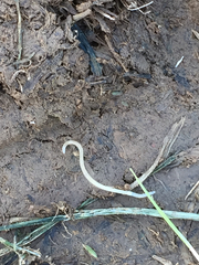 Aporrectodea caliginosa