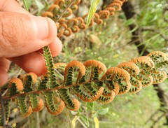Notholaena galeottii