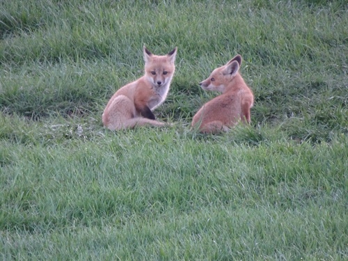 Red Fox photographed in Nebraska