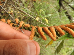 Notholaena galeottii