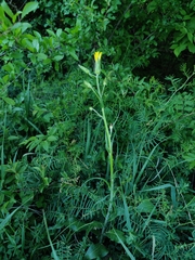 Pseudopodospermum hispanicum, photograph carnifex, CC BY, iNaturalist via GBIF