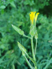 Pseudopodospermum hispanicum, photograph carnifex, CC BY, iNaturalist via GBIF