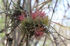 Tillandsia ionantha