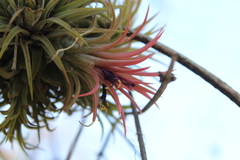 Tillandsia ionantha