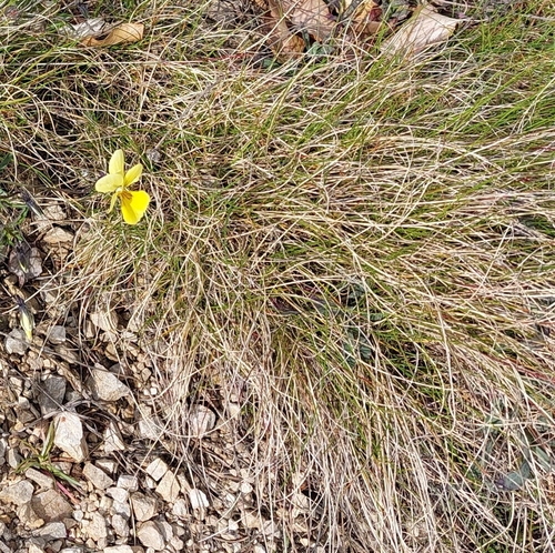 Festuca aquisgranensis