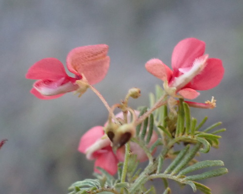 Image of Indigofera verrucosa by (c) Nicola van Berkel, some rights reserved (CC BY-SA)