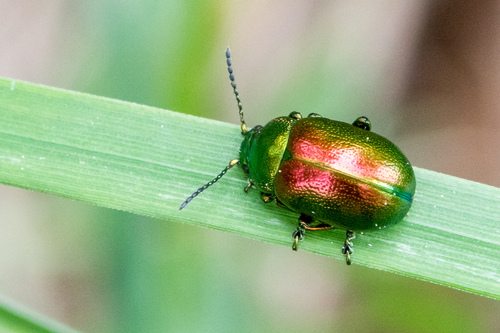 Tansy Beetle