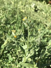 Amsinckia lycopsoides