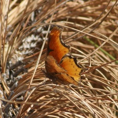Polygonia haroldii