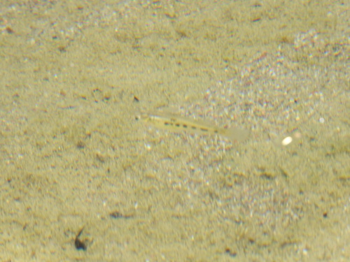 Sinaloa Livebearer
