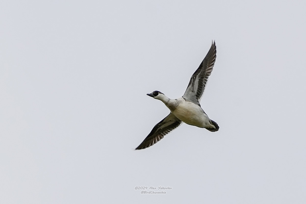 iNaturalist.org. А. Яковлев, Порецкий  р-н Чувашия, апрель 2024