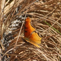 Polygonia haroldii