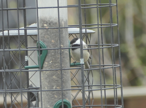 Black-capped Chickadee