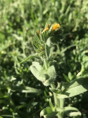 Amsinckia lycopsoides