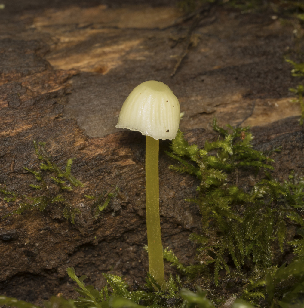 Mycena epipterygia · April 2024 · photo: © sur_endemico (iNaturalist, cc-by-nc)