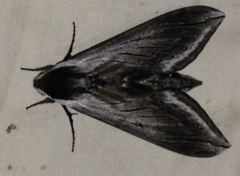 Sphinx perelegans