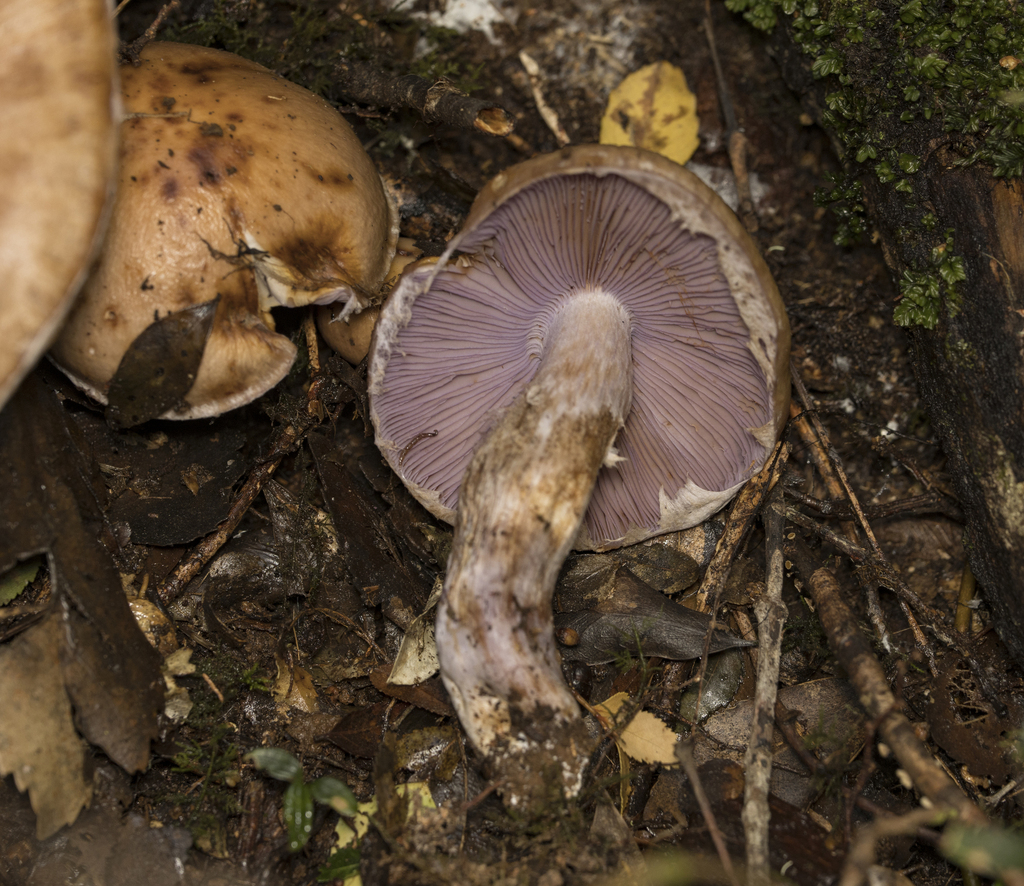 Cortinarius stephanopus · April 2024 · photo: © sur_endemico (iNaturalist, cc-by-nc)