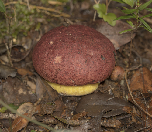 Butyriboletus loyo