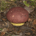 Butyriboletus loyo - Photo (c) Pablo Silva, some rights reserved (CC BY), uploaded by Pablo Silva