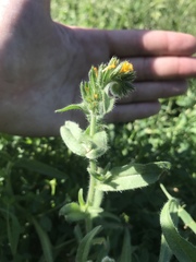 Amsinckia lycopsoides