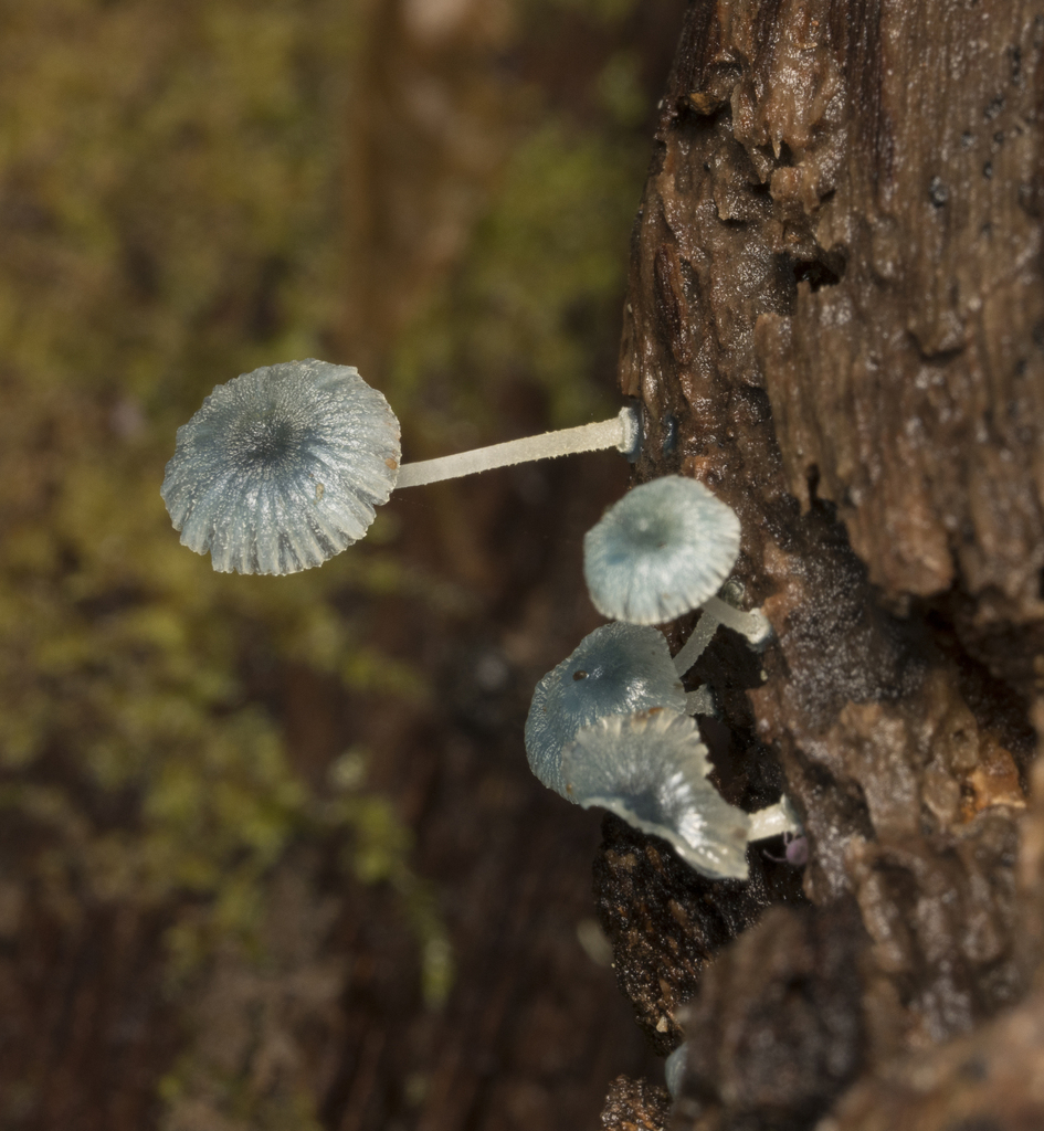 Mycena cyanocephala · April 2024 · photo: © sur_endemico (iNaturalist, cc-by-nc)