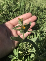 Amsinckia lycopsoides