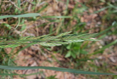 Bromus catharticus catharticus