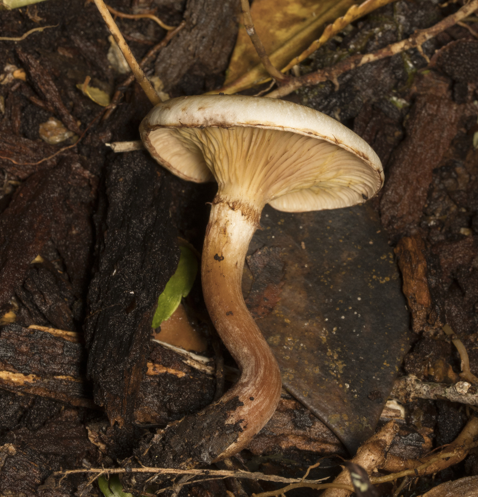 Austropaxillus boletinoides