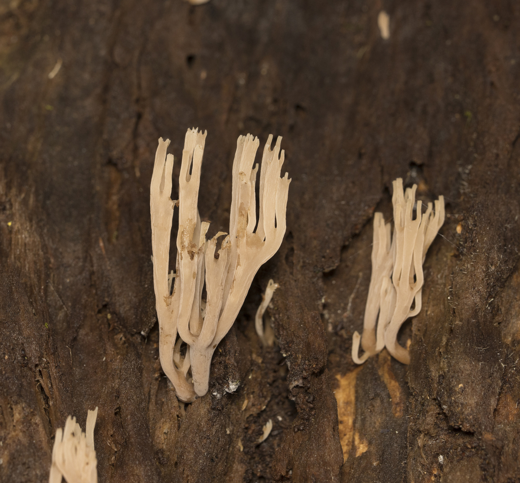 Artomyces nothofagi