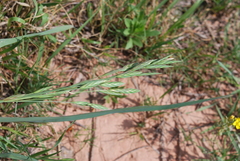 Bromus catharticus catharticus