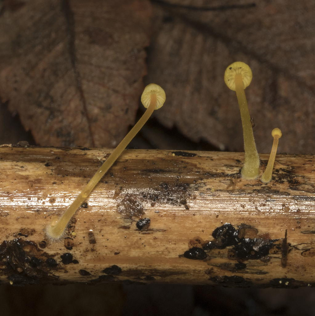 Mycena chusqueophila · April 2024 · photo: © sur_endemico (iNaturalist, cc-by-nc)