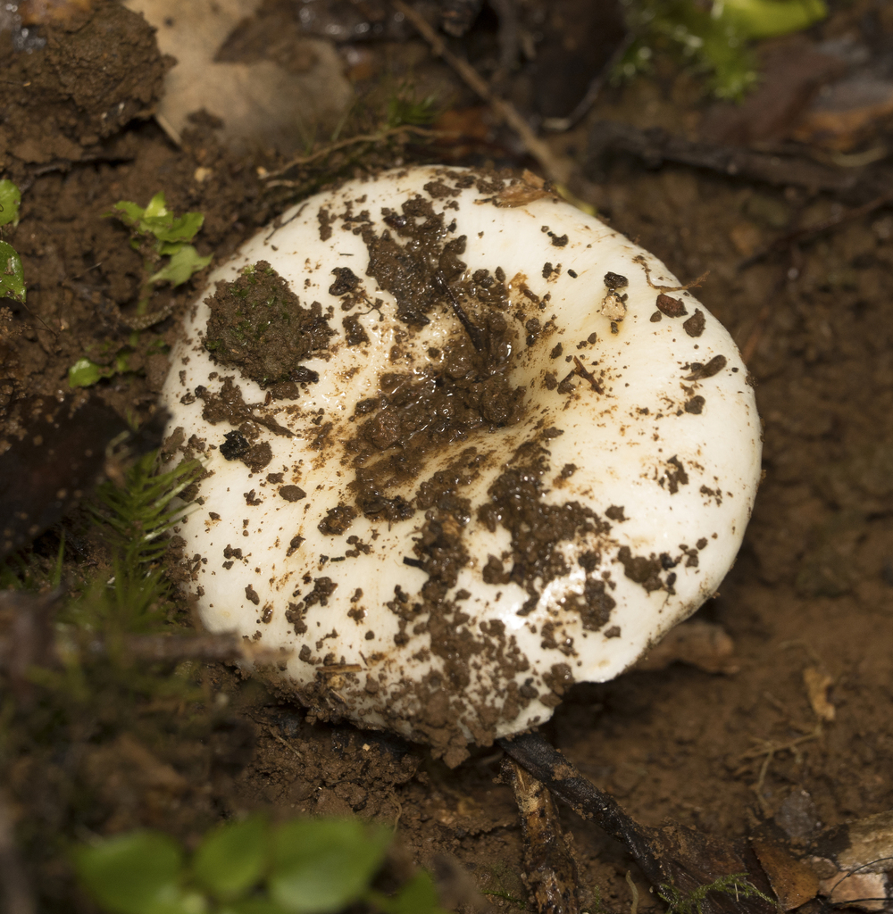 Russula fuegiana · April 2024 · photo: © sur_endemico (iNaturalist, cc-by-nc)