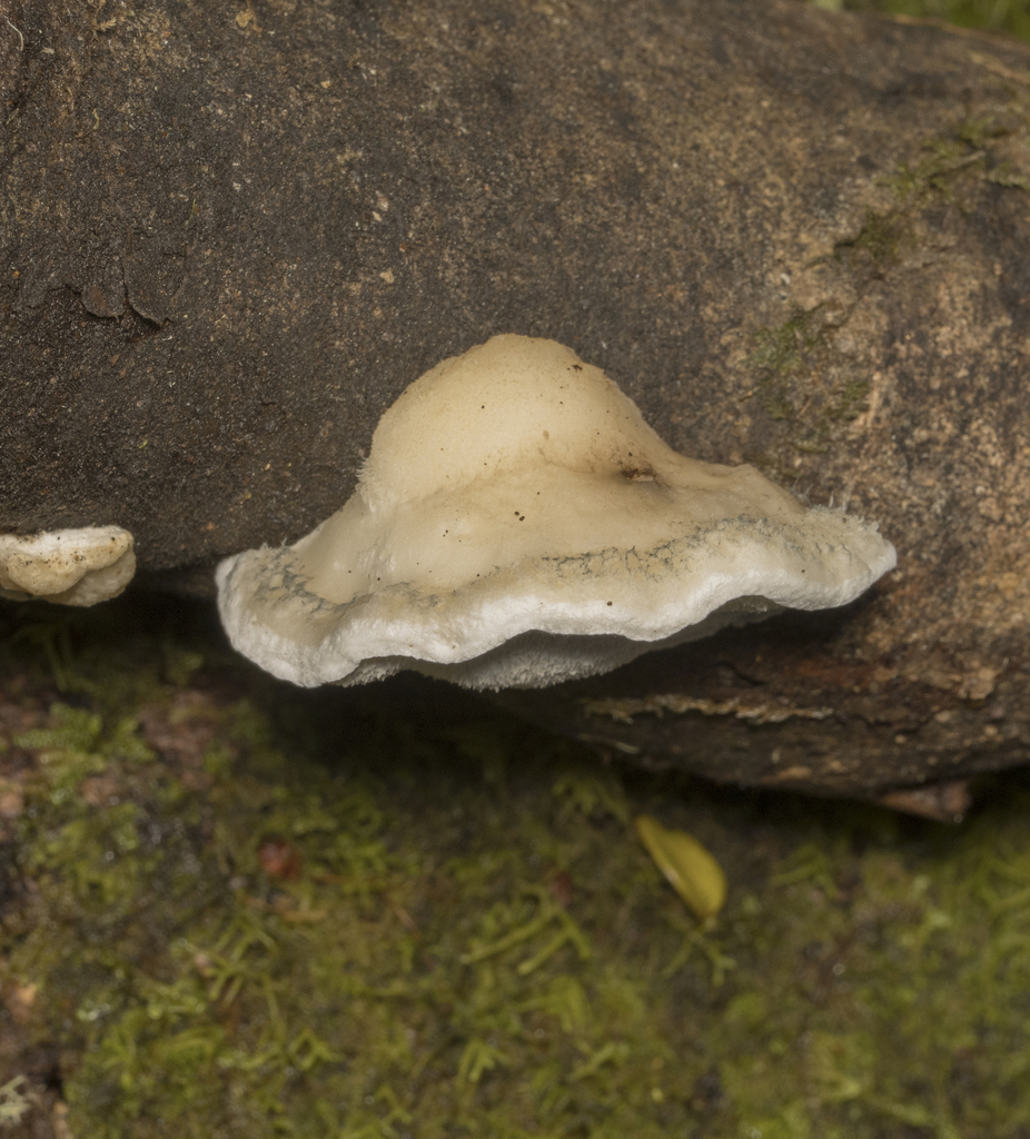 Cyanosporus caesius · April 2024 · photo: © sur_endemico (iNaturalist, cc-by-nc)