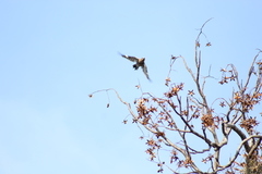 Melanerpes hypopolius