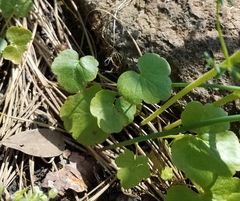 Lithophragma bolanderi