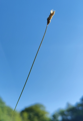 Balkans moor grass (Sesleria albicans)