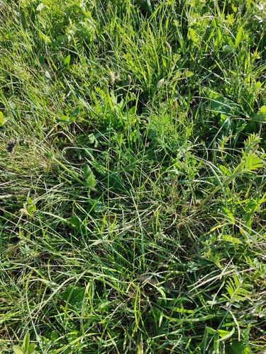 Image of Sesleria albicans by (c) carnifex, some rights reserved (CC BY)