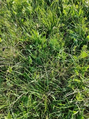 Sesleria albicans, photograph (c) carnifex, some rights reserved (CC BY)