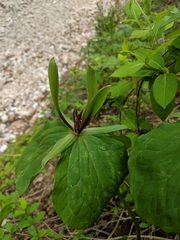Trillium viridescens