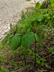 Trillium viridescens