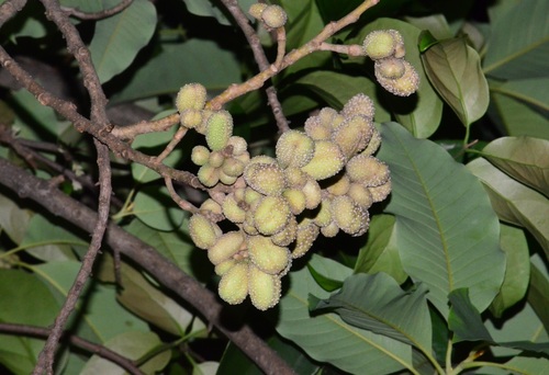 Magnolia champaca