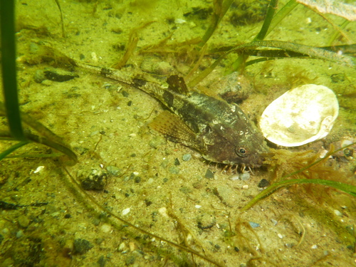 Armed bullhead (Agonus cataphractus) — Agonidae — 2