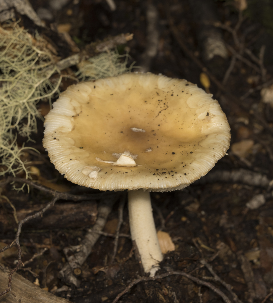 Amanita diemii · April 2024 · photo: © sur_endemico (iNaturalist, cc-by-nc)