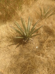 Agave salmiana