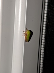 Ophiderma evelyna