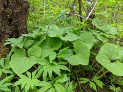 Asarum canadense