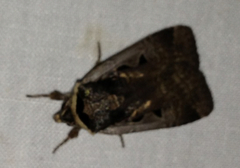 Parabagrotis insularis