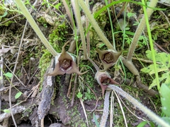 Asarum canadense
