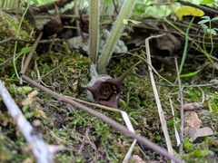 Asarum canadense